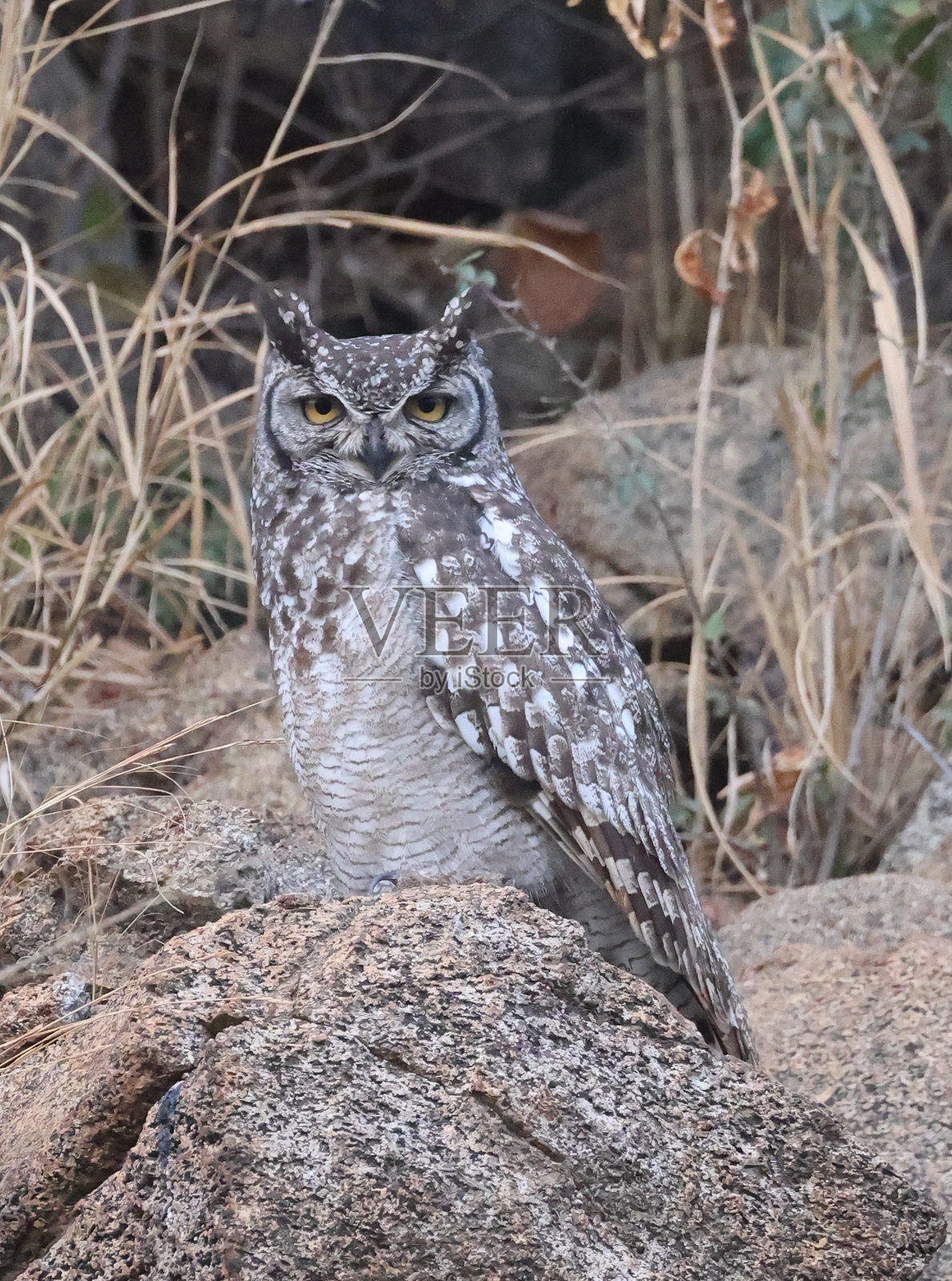 一只斑点雕鸮栖息在花岗岩上照片摄影图片