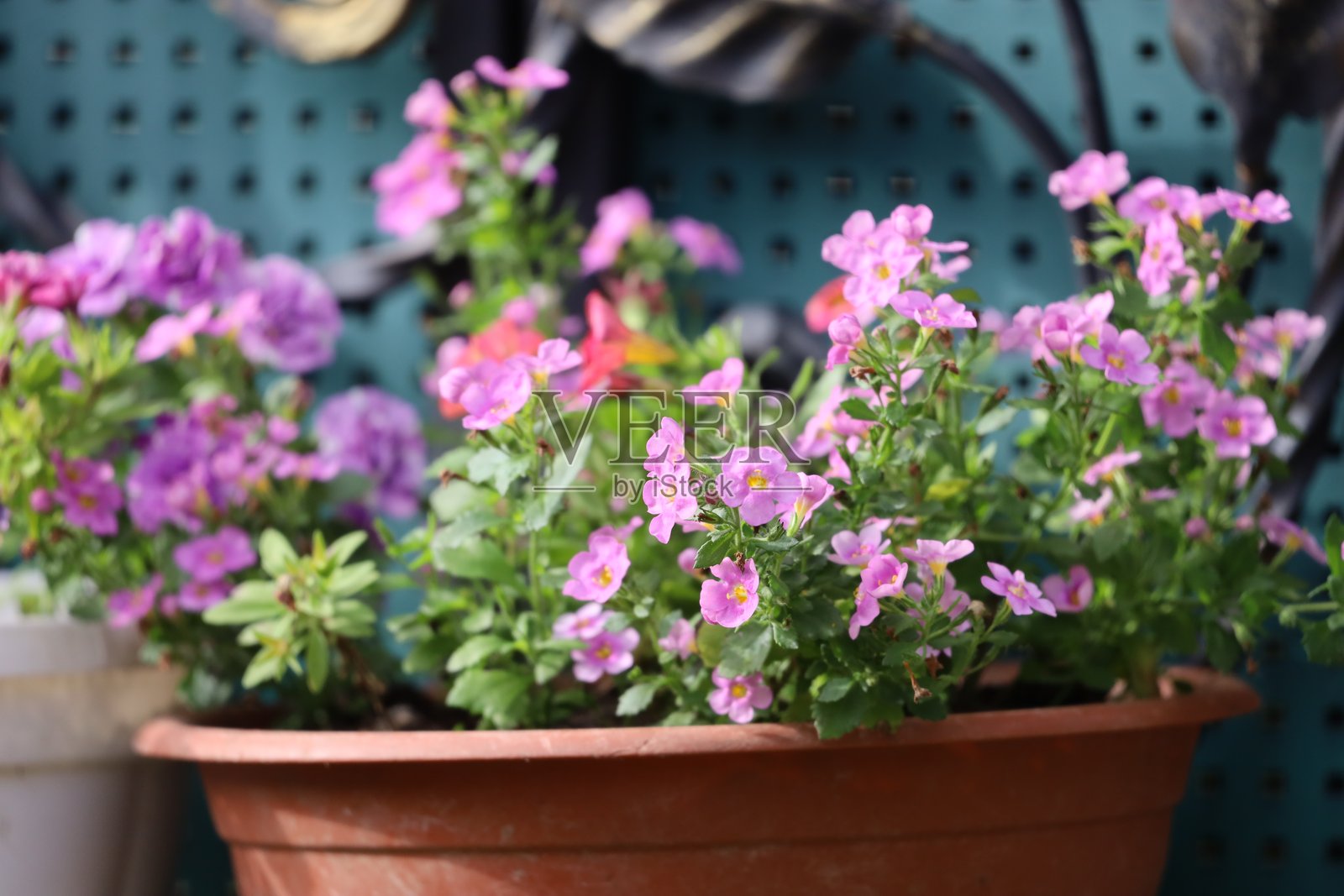 陶土色和白色的花盆里种着粉红色的花照片摄影图片