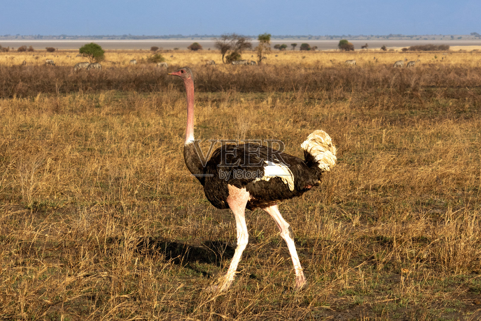 坦桑尼亚塔兰吉雷国家公园里，一只成年雄性马赛鸵鸟（Struthio camelus massaicus）在草原上行走。照片摄影图片
