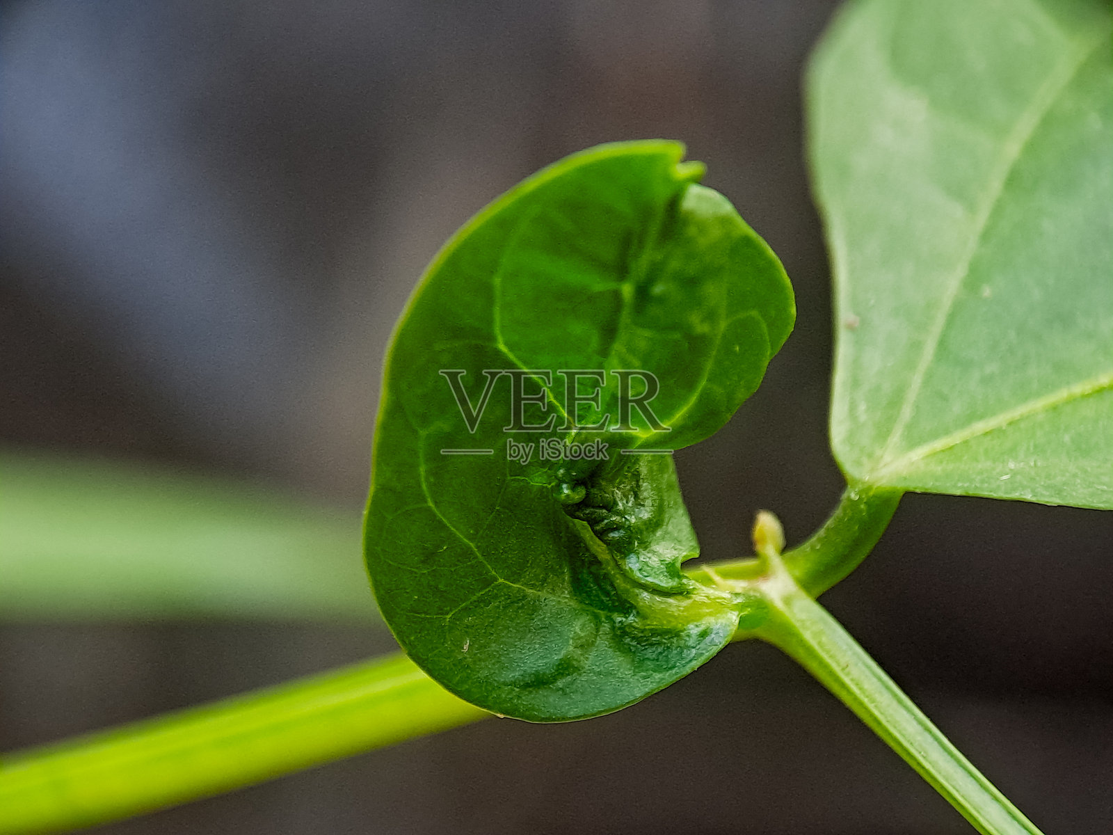 特写镜头下，嫩绿的幼苗叶片正在舒展，细节清晰，色彩鲜艳。照片摄影图片