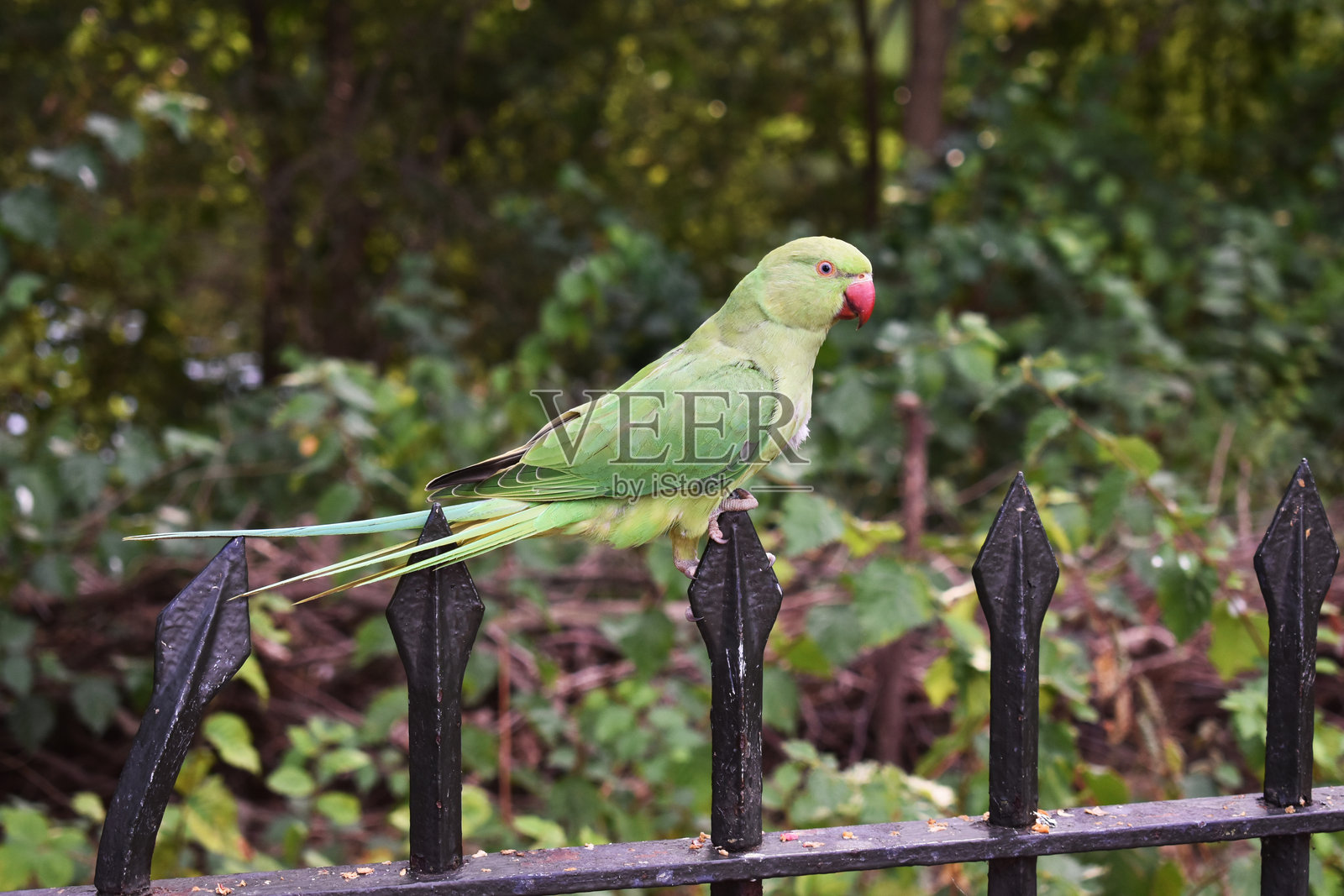 玫瑰环鹦鹉栖息在城市公园的黑色铁栅栏上照片摄影图片