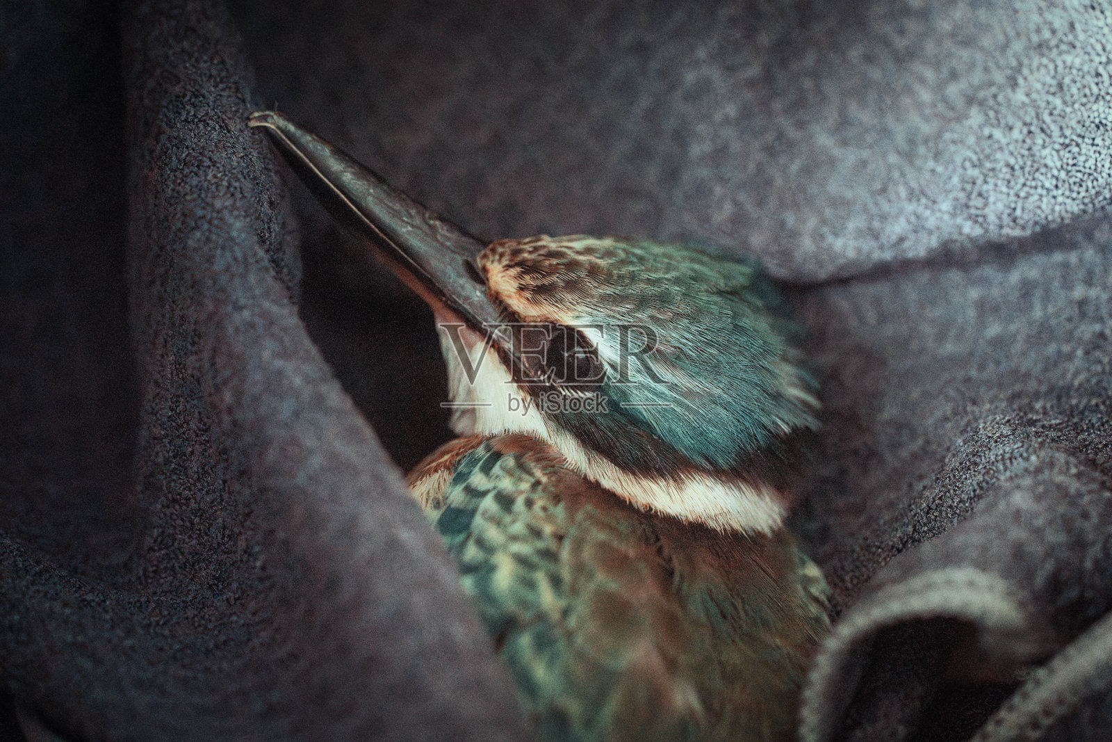 翠鸟照片摄影图片