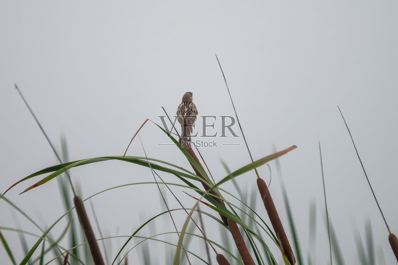 拉贾哈特湿地里，一只小鸟栖息在高高的草丛中。照片摄影图片