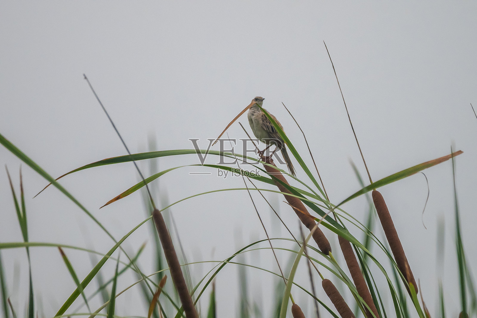 拉贾哈特湿地里，一只小鸟栖息在高高的草丛中。照片摄影图片