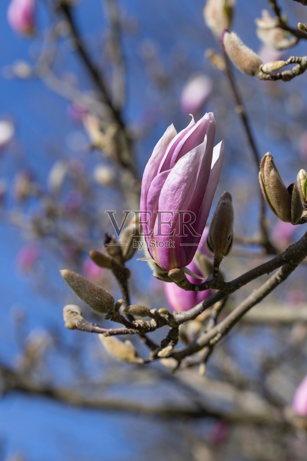 荷兰的鲜花。木兰树开花照片摄影图片