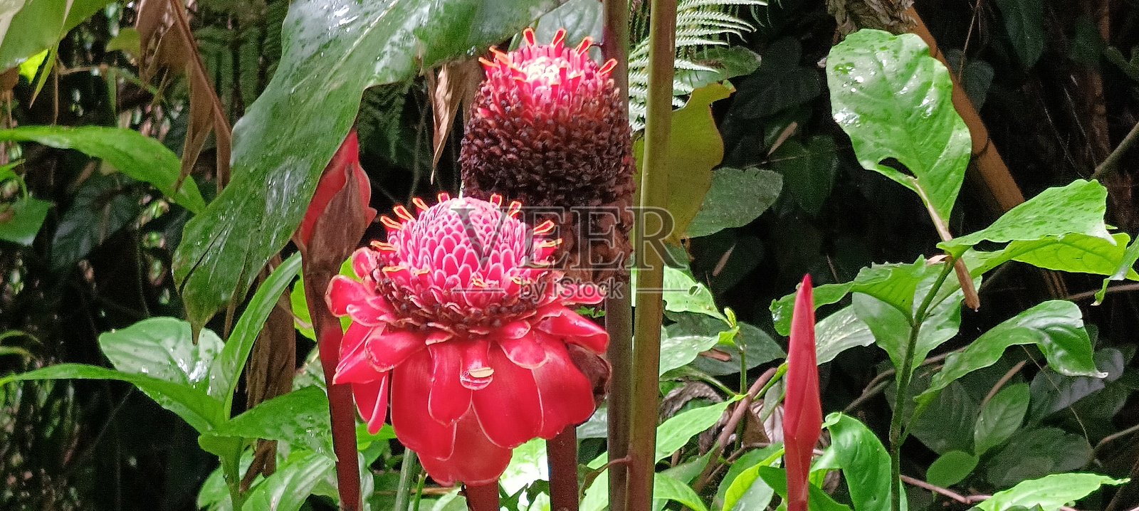 夏威夷照片摄影图片