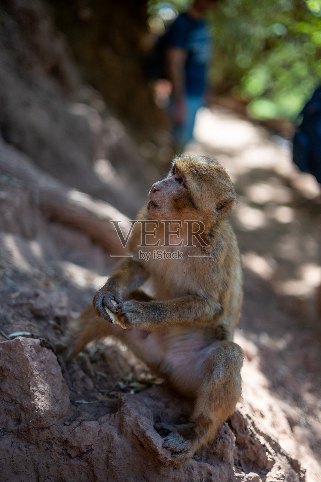 摩洛哥乌兹丹瀑布的一只猴子照片摄影图片