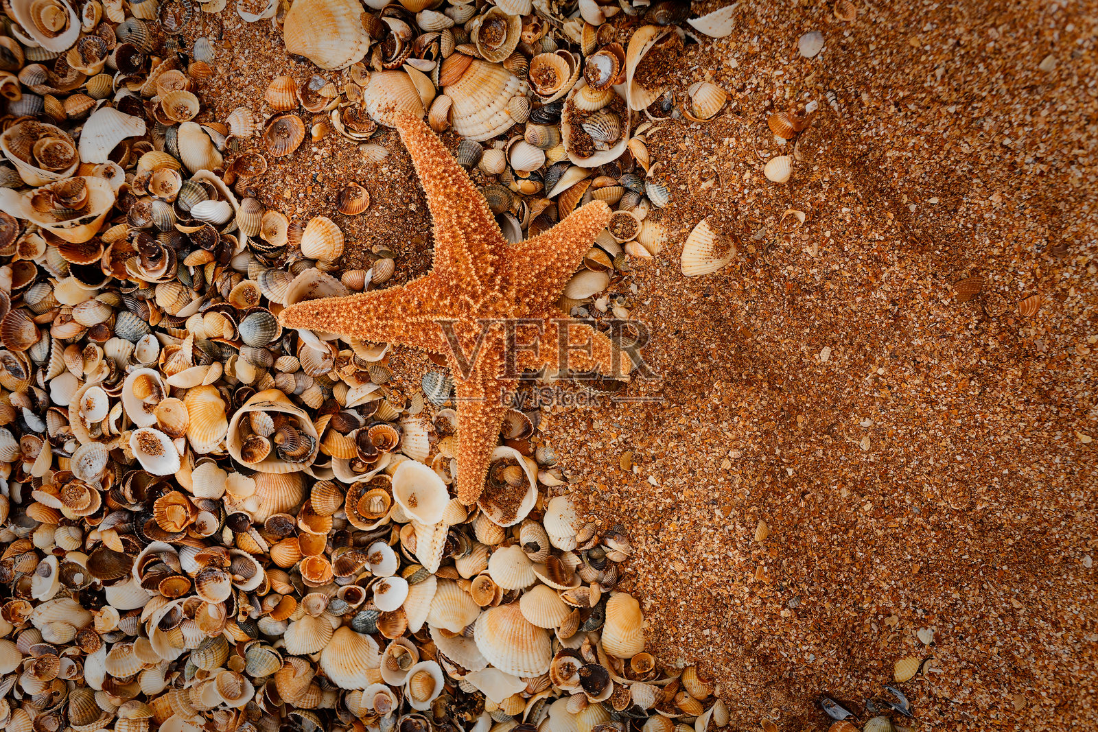 沙滩上的海星在贝壳间休息照片摄影图片