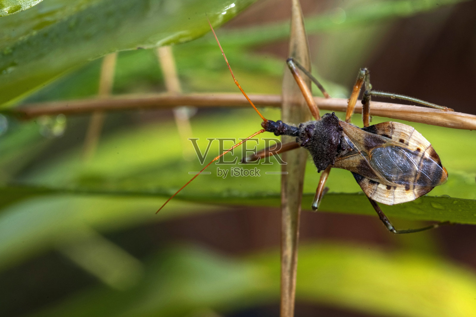 普通刺蝽（Pristhesancus plagipennis）照片摄影图片