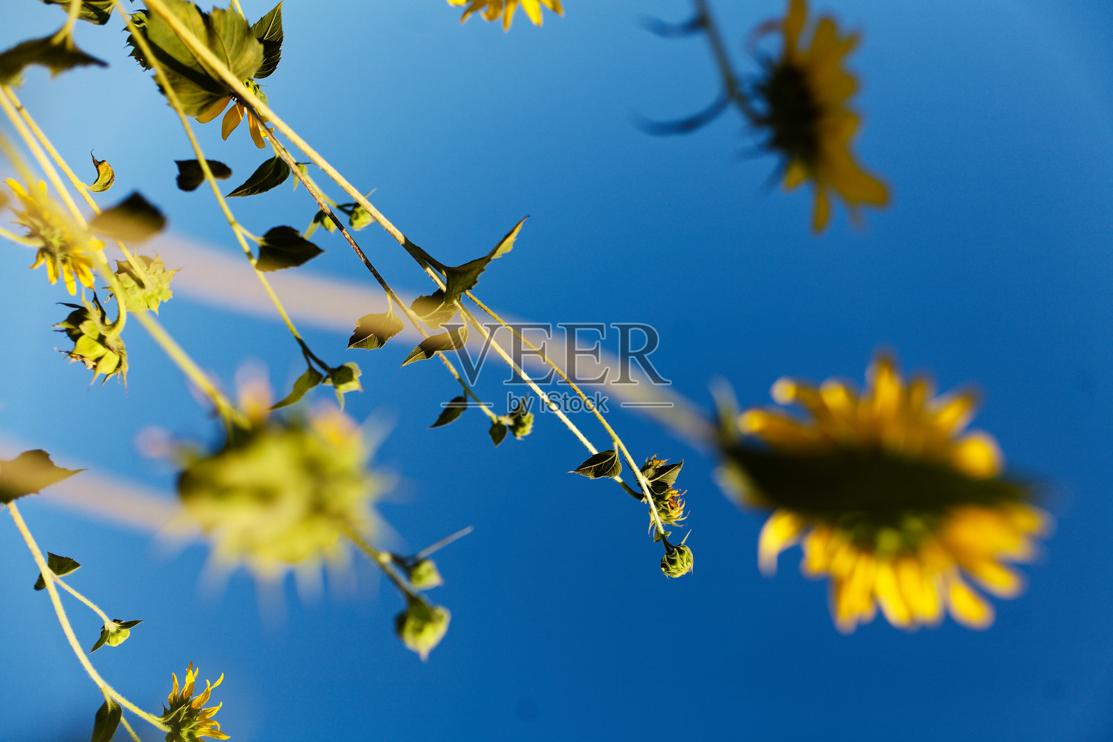 向日葵茎秆伸向晴朗的蓝天，背景是盛开的花朵照片摄影图片