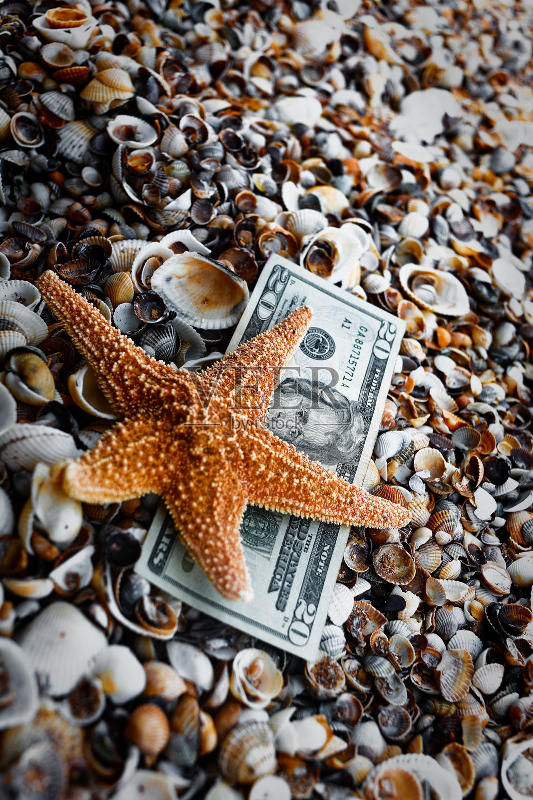 美元和贝壳上的橙色海星特写照片摄影图片