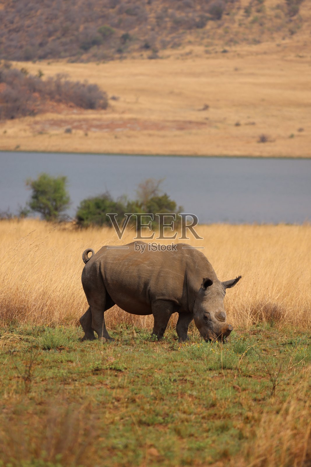 湖畔草原上的白犀牛照片摄影图片