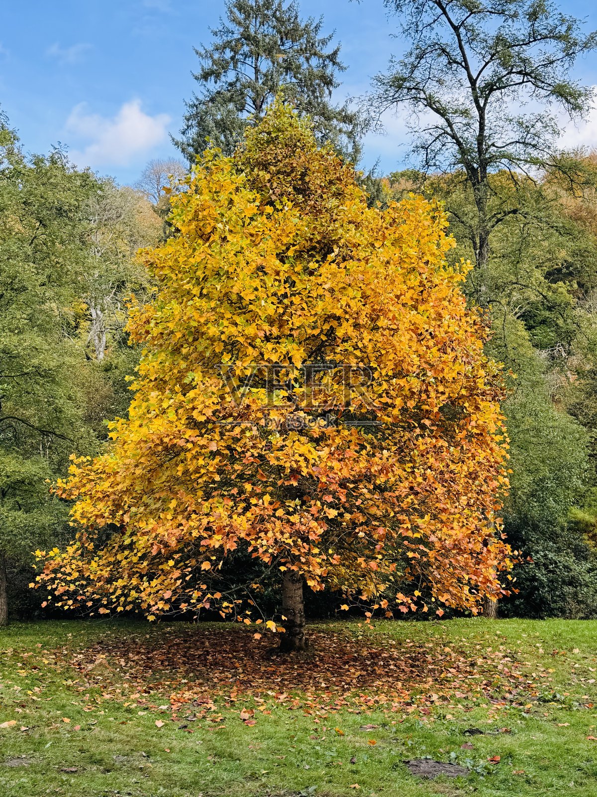 英格兰萨默塞特郡的秋季照片摄影图片