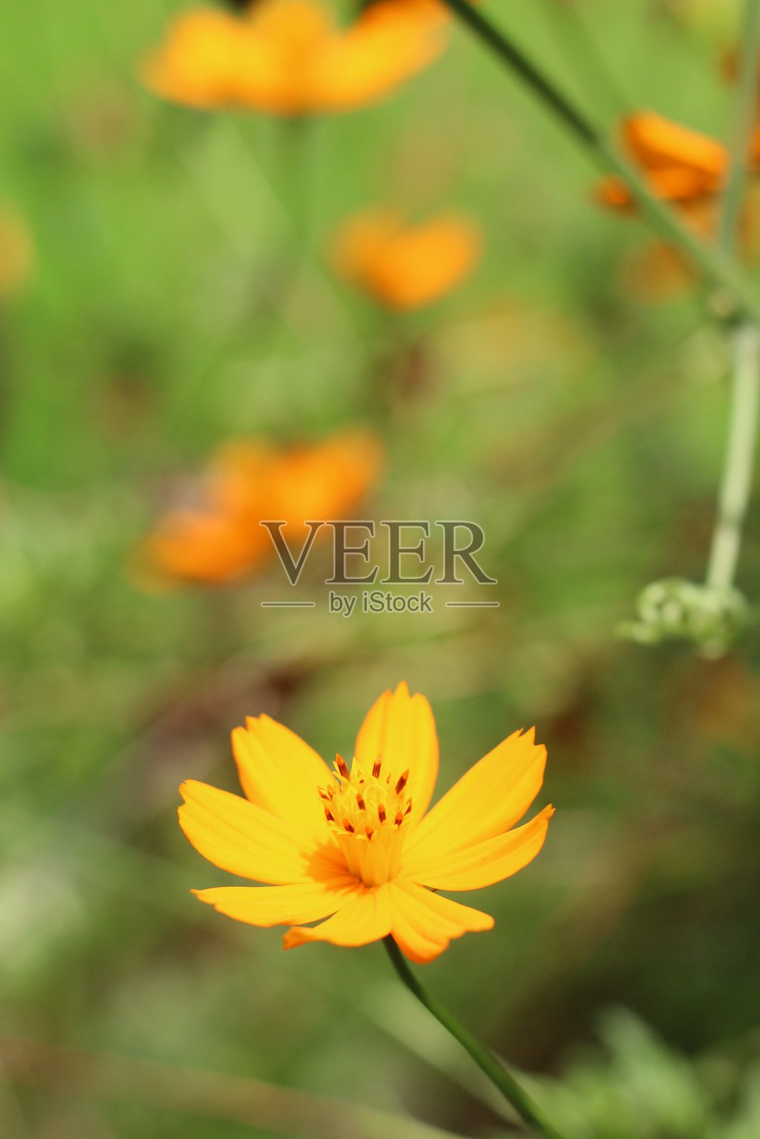 鲜花照片摄影图片