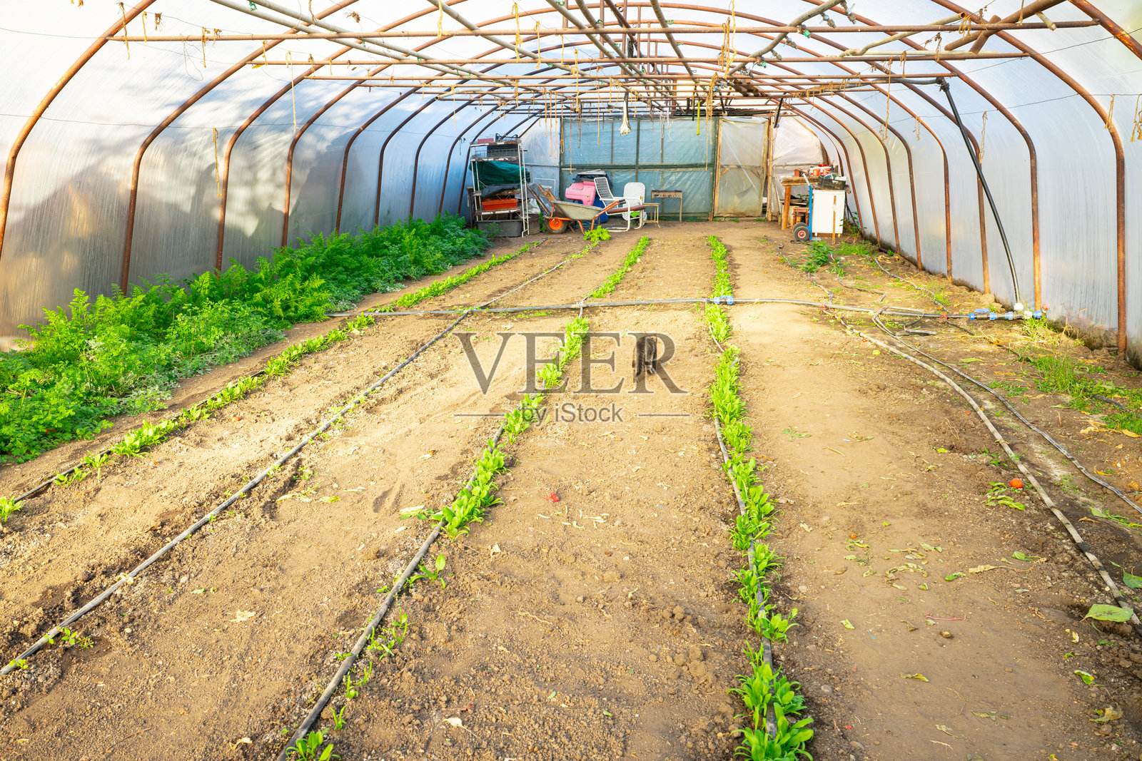 简易温室隧道中，嫩菠菜和芹菜成排生长。照片摄影图片