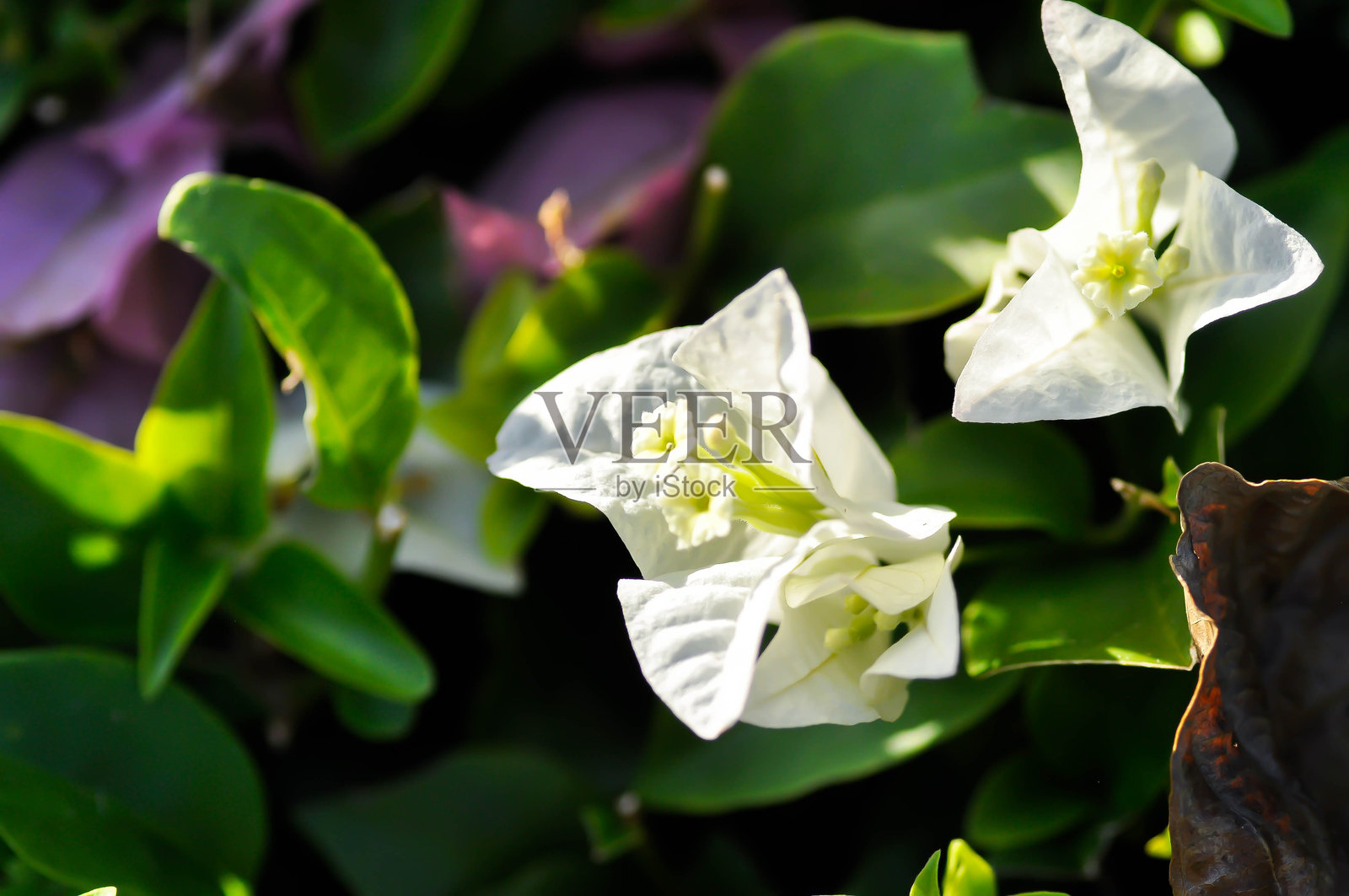 九重葛或纸花，白纸花或白花照片摄影图片