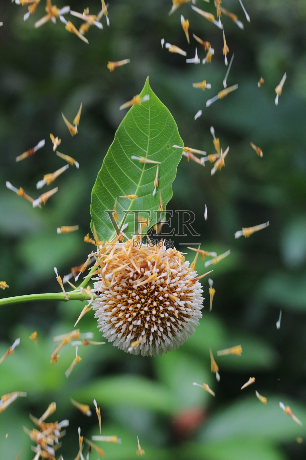 花照片摄影图片