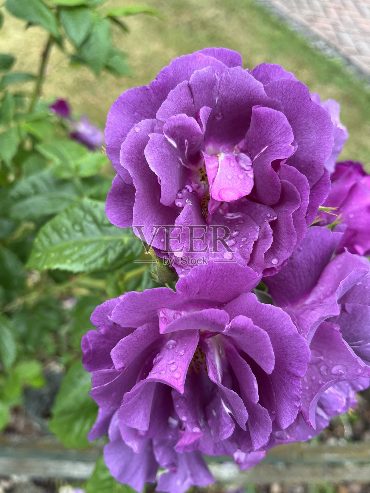 英式花园中盛开的蓝色狂想曲。芬芳的紫色。丰花月季。照片摄影图片