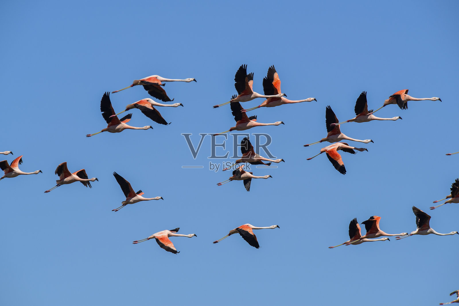阿根廷巴塔哥尼亚拉潘帕省，一群火烈鸟在飞翔照片摄影图片