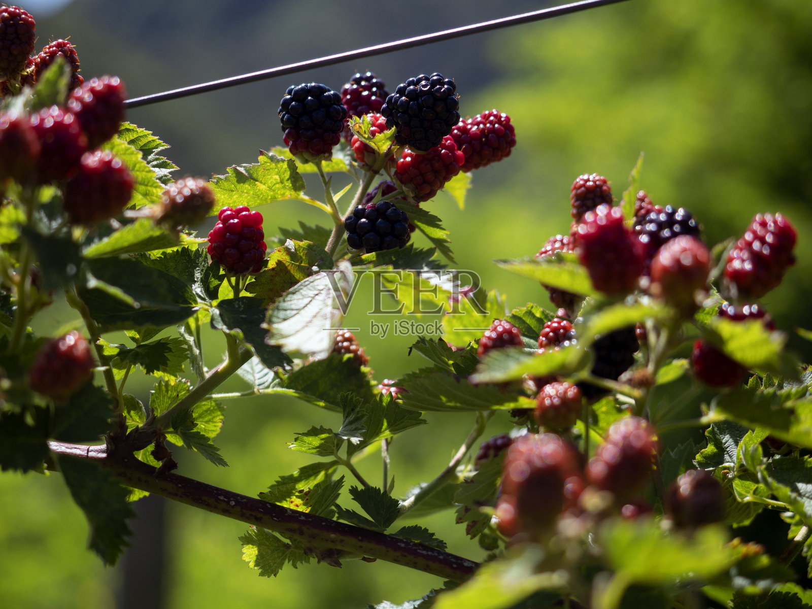 圣本笃门廊照片摄影图片