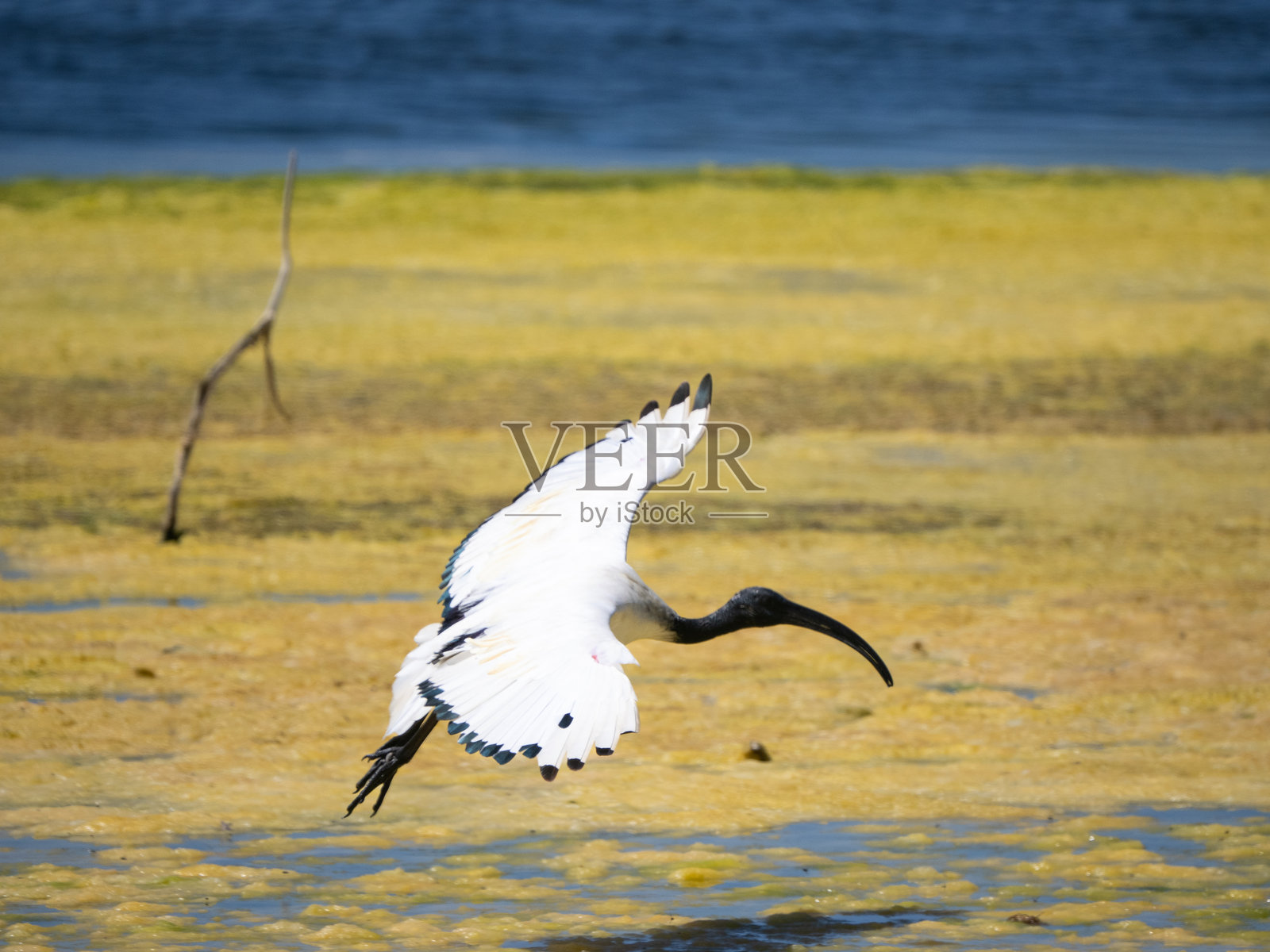 神圣的埃及圣䴉在非洲泻湖边缘飞翔照片摄影图片
