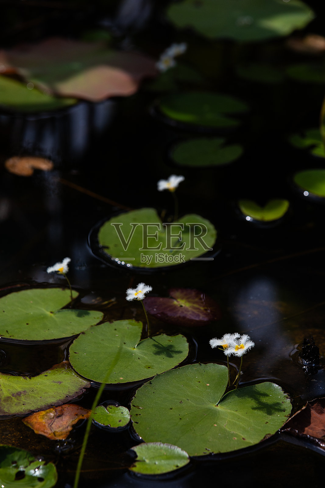 花照片摄影图片