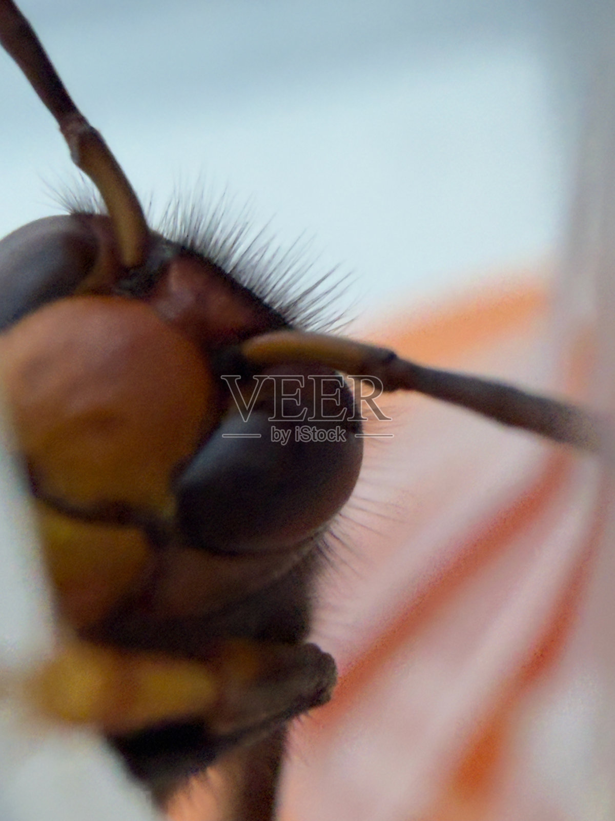 亚洲黄蜂（Vespa velutina）被困在陷阱中的微距照片照片摄影图片