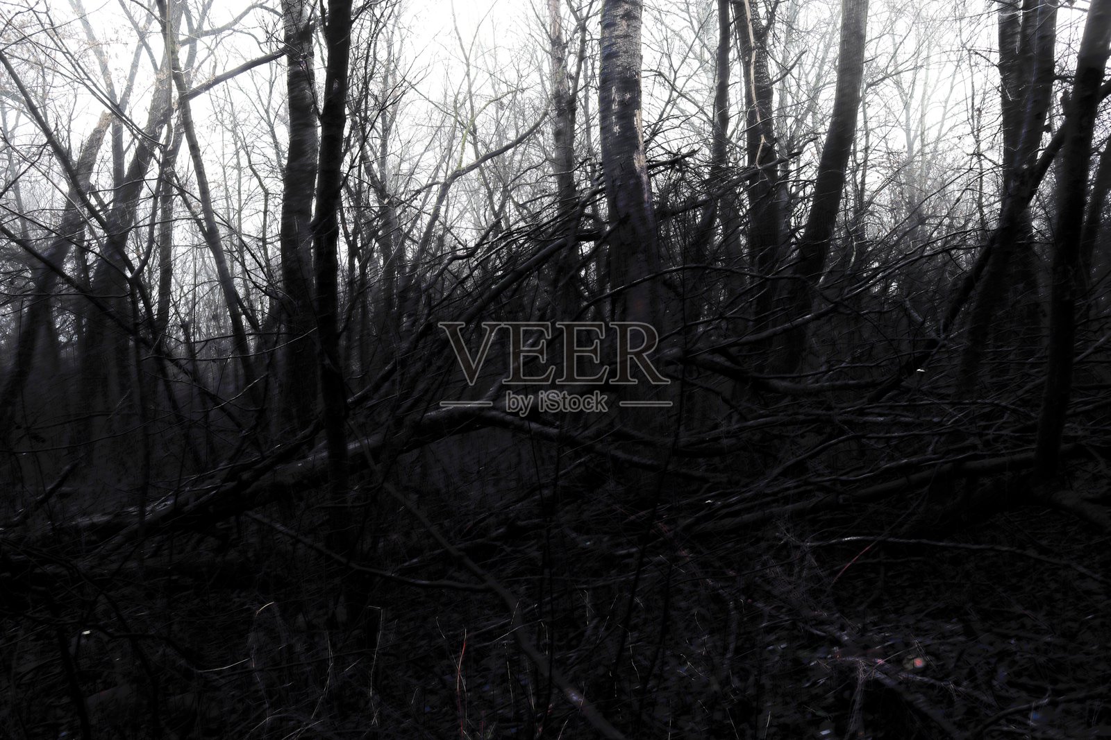 奇幻黑暗森林中的倒树照片摄影图片