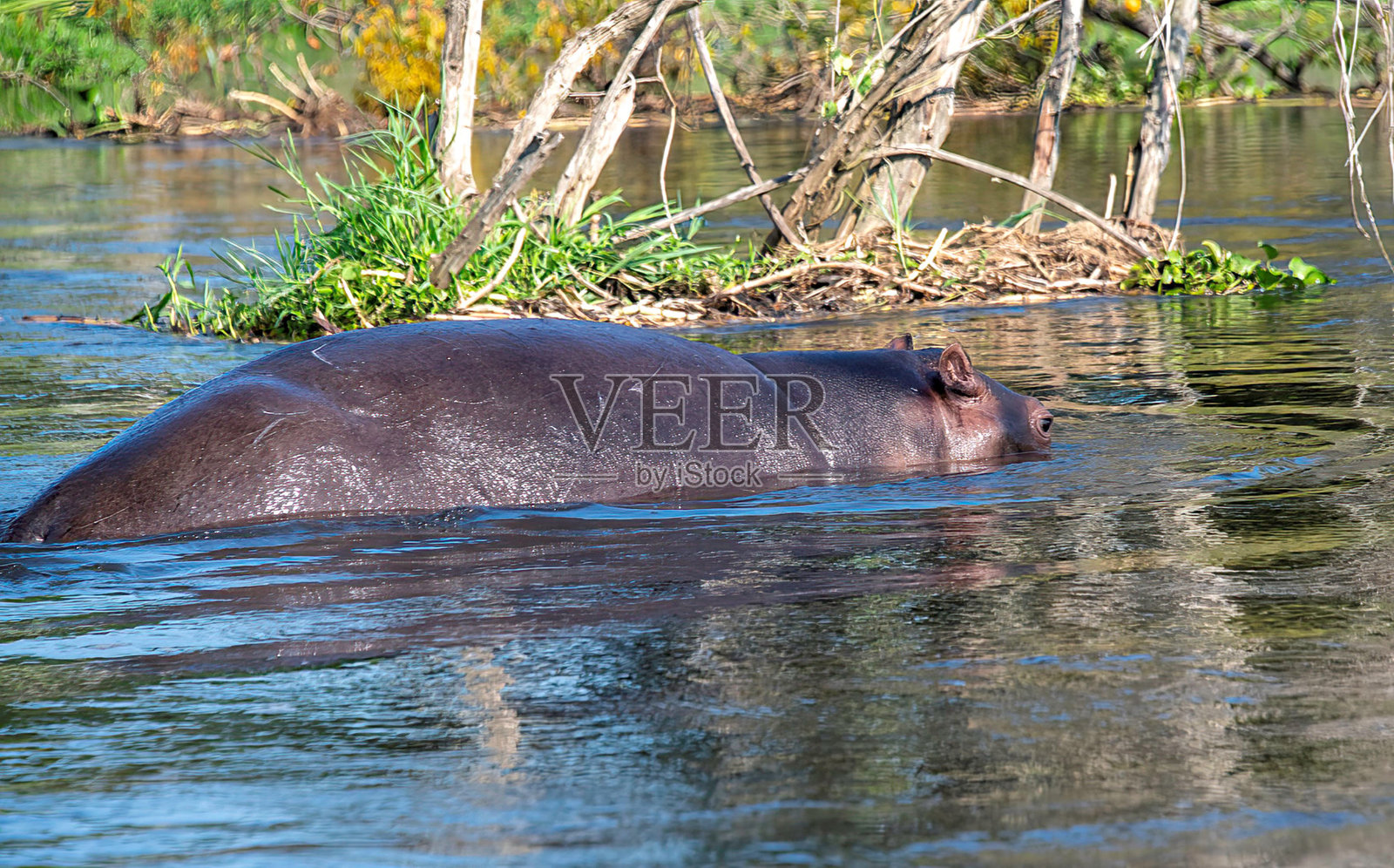 河马特写照片摄影图片