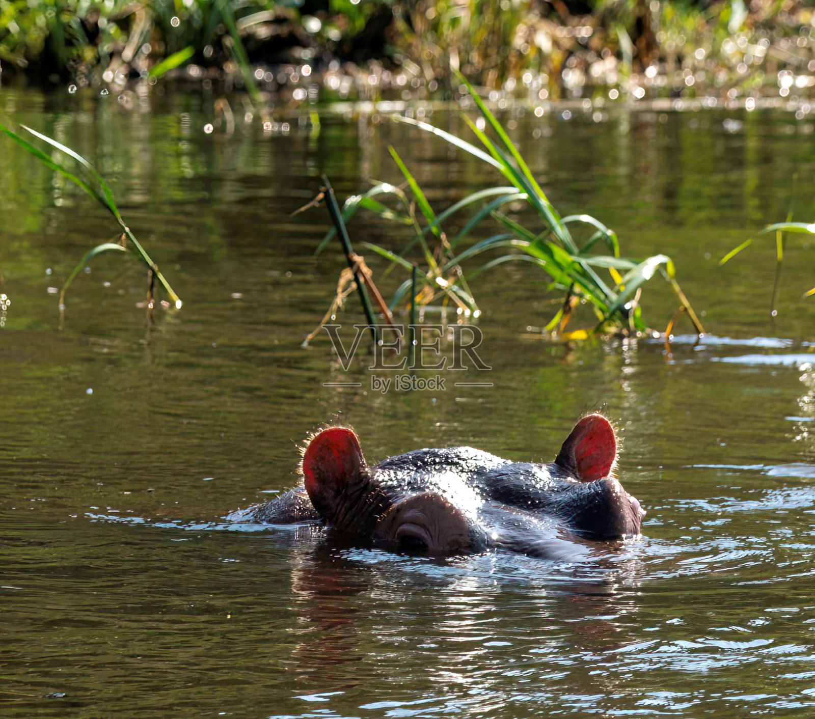 河马特写照片摄影图片