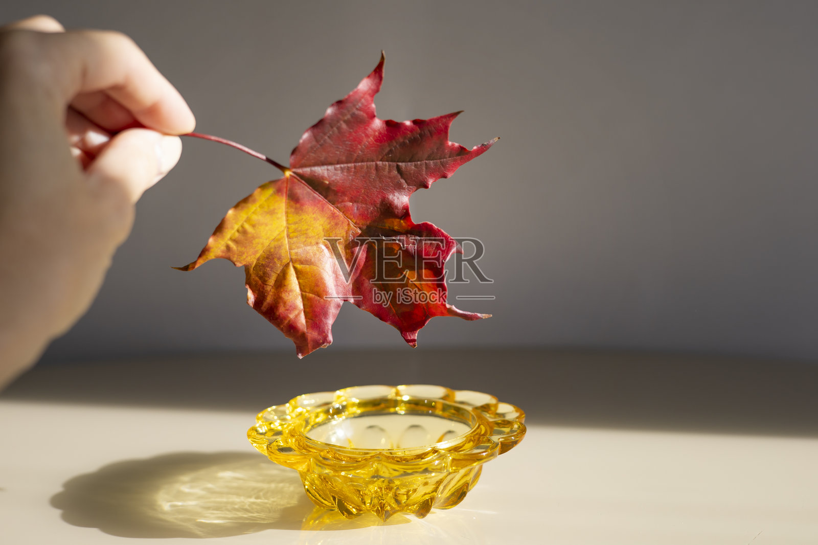 手捧枫叶，枫糖浆来自枫树的汁液照片摄影图片