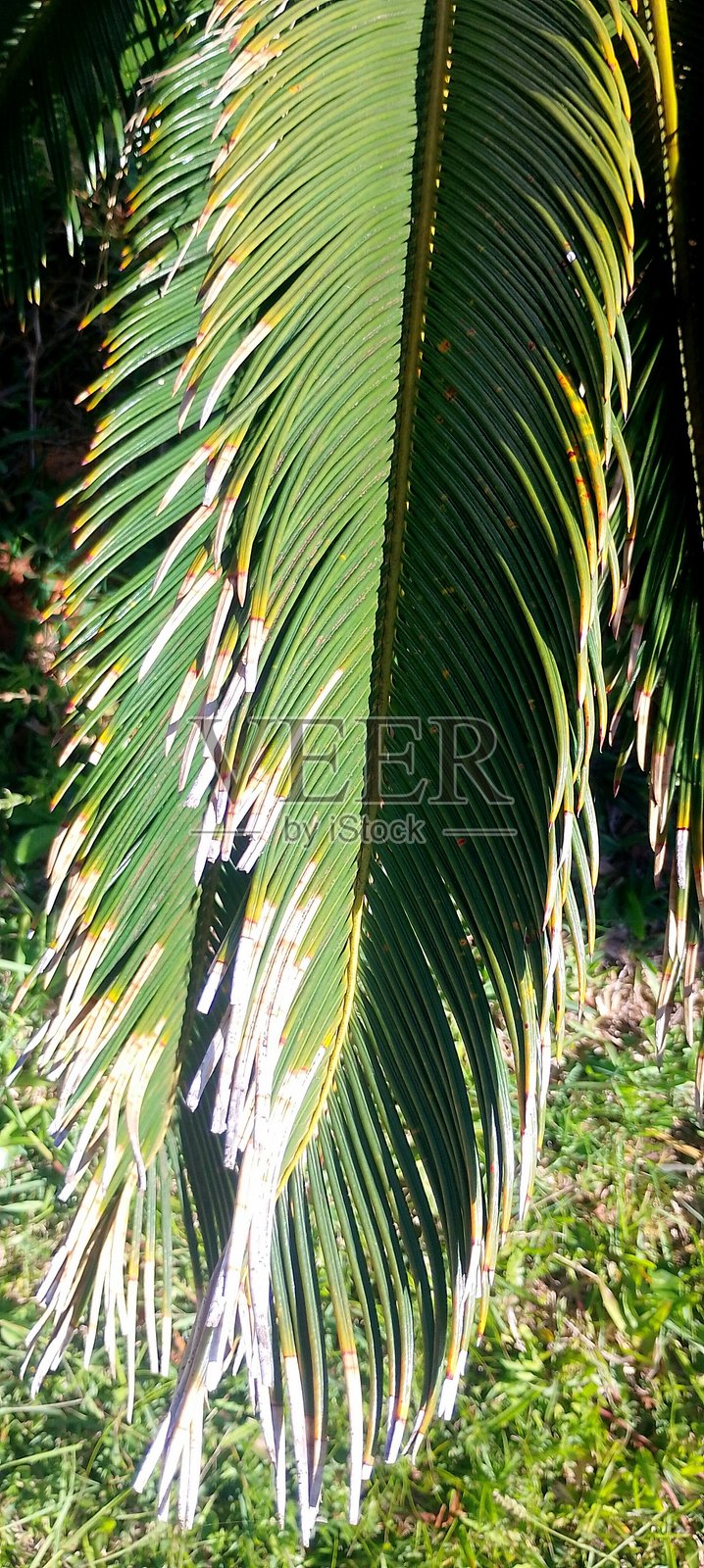 棕榈叶照片照片摄影图片