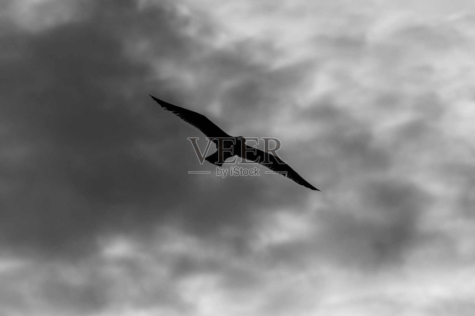 海鸥的特写照片摄影图片