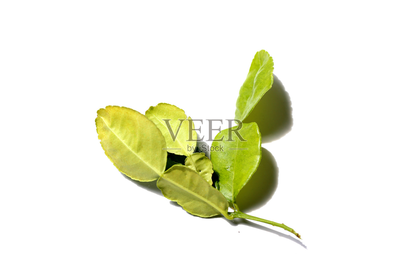 白色背景上的卡菲尔青柠叶。照片摄影图片