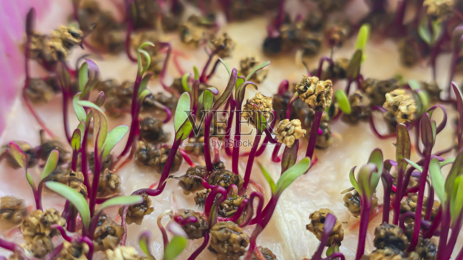 微型蔬菜。在家种植甜菜。三周甜菜苗。说明。照片摄影图片