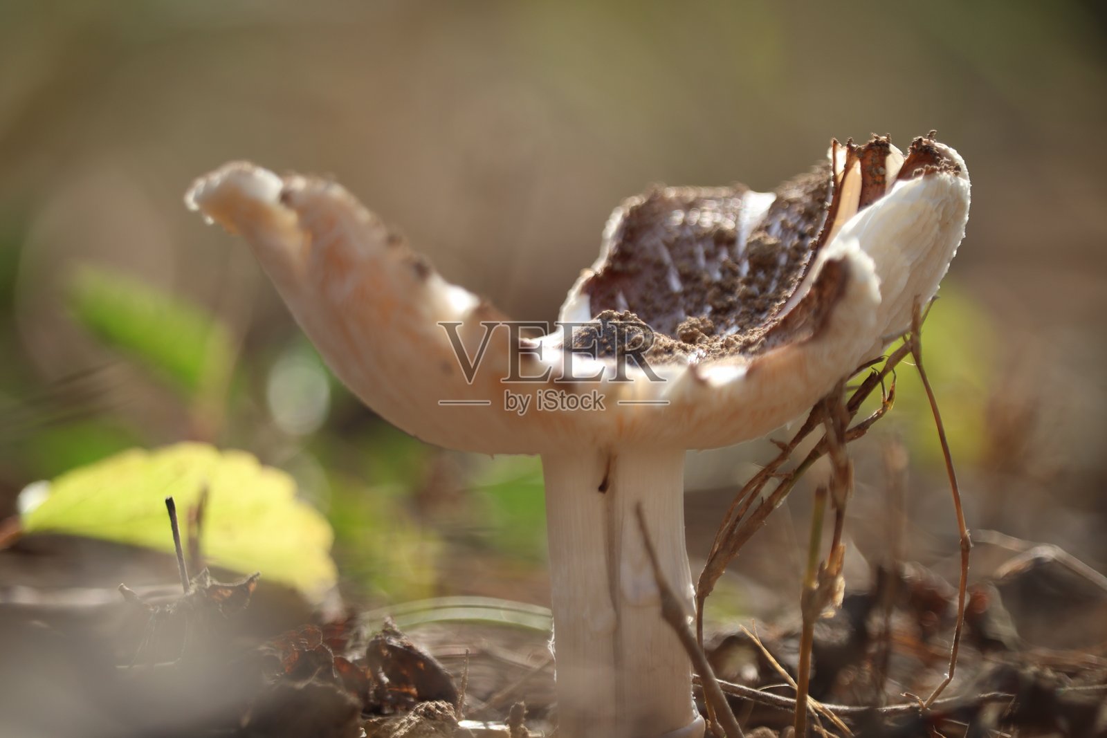 野生蘑菇照片摄影图片