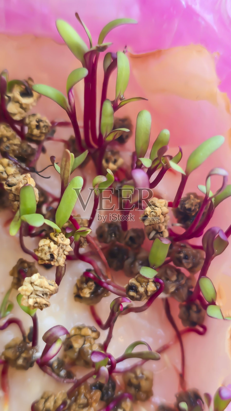 微型蔬菜。在家种植甜菜。三周大的甜菜苗。说明。照片摄影图片