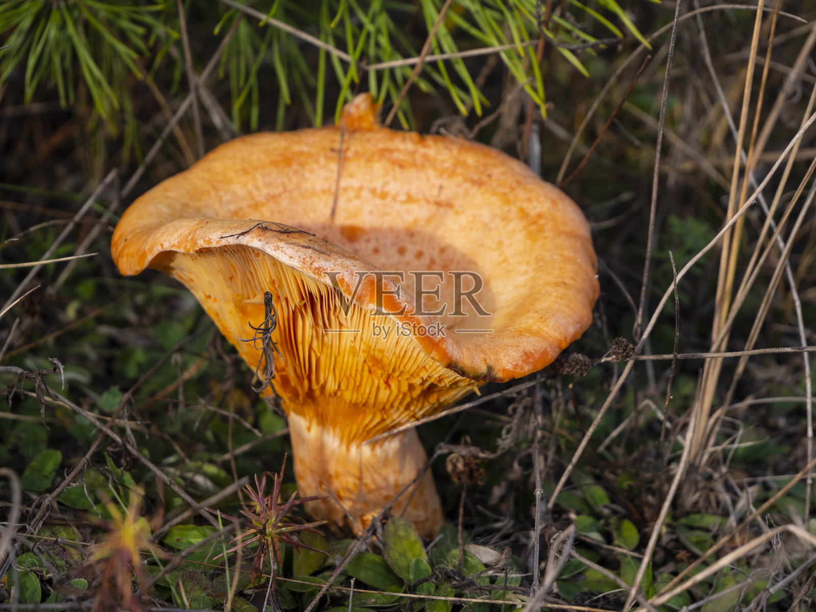 美味可食用的美味牛肝菌，美味牛肝菌（Lactarius deliciosus L.）照片摄影图片