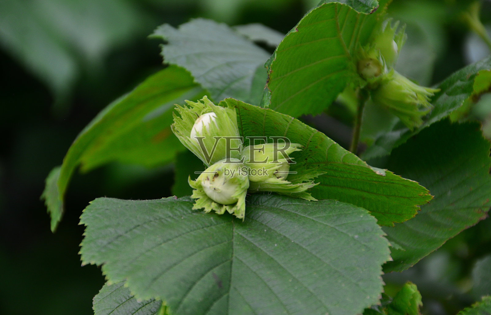 树枝上未成熟的榛子与绿叶的特写照片摄影图片