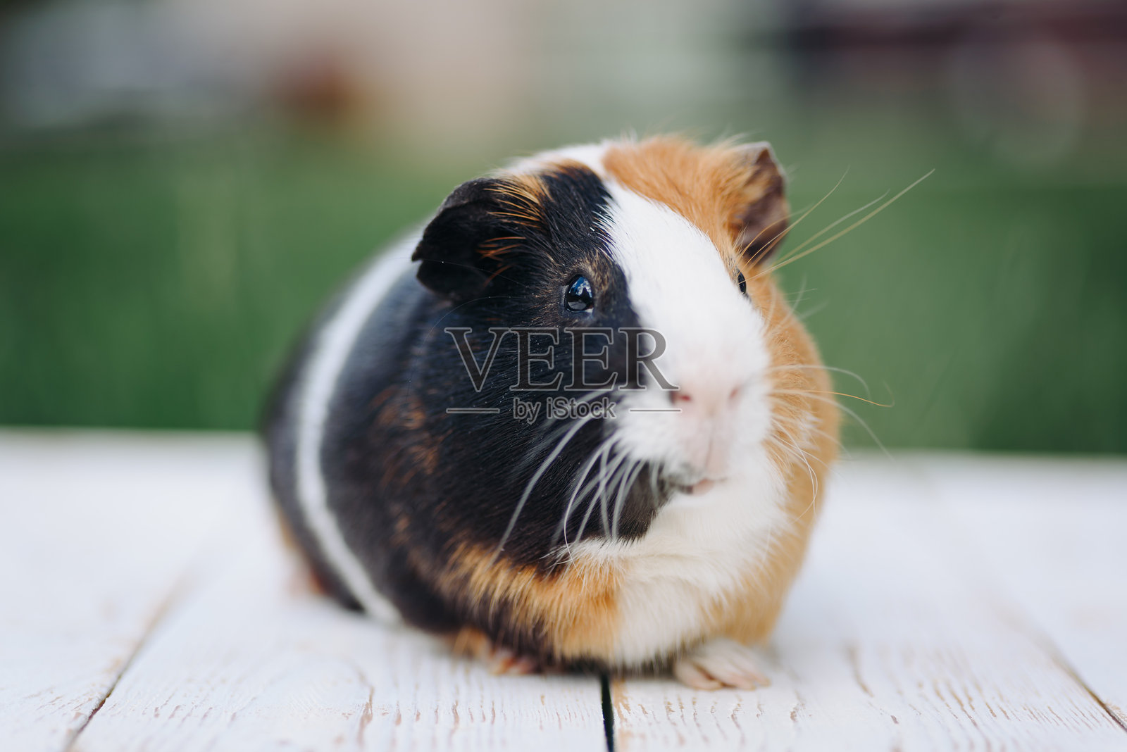 可爱的三色豚鼠宠物在夏天散步照片摄影图片