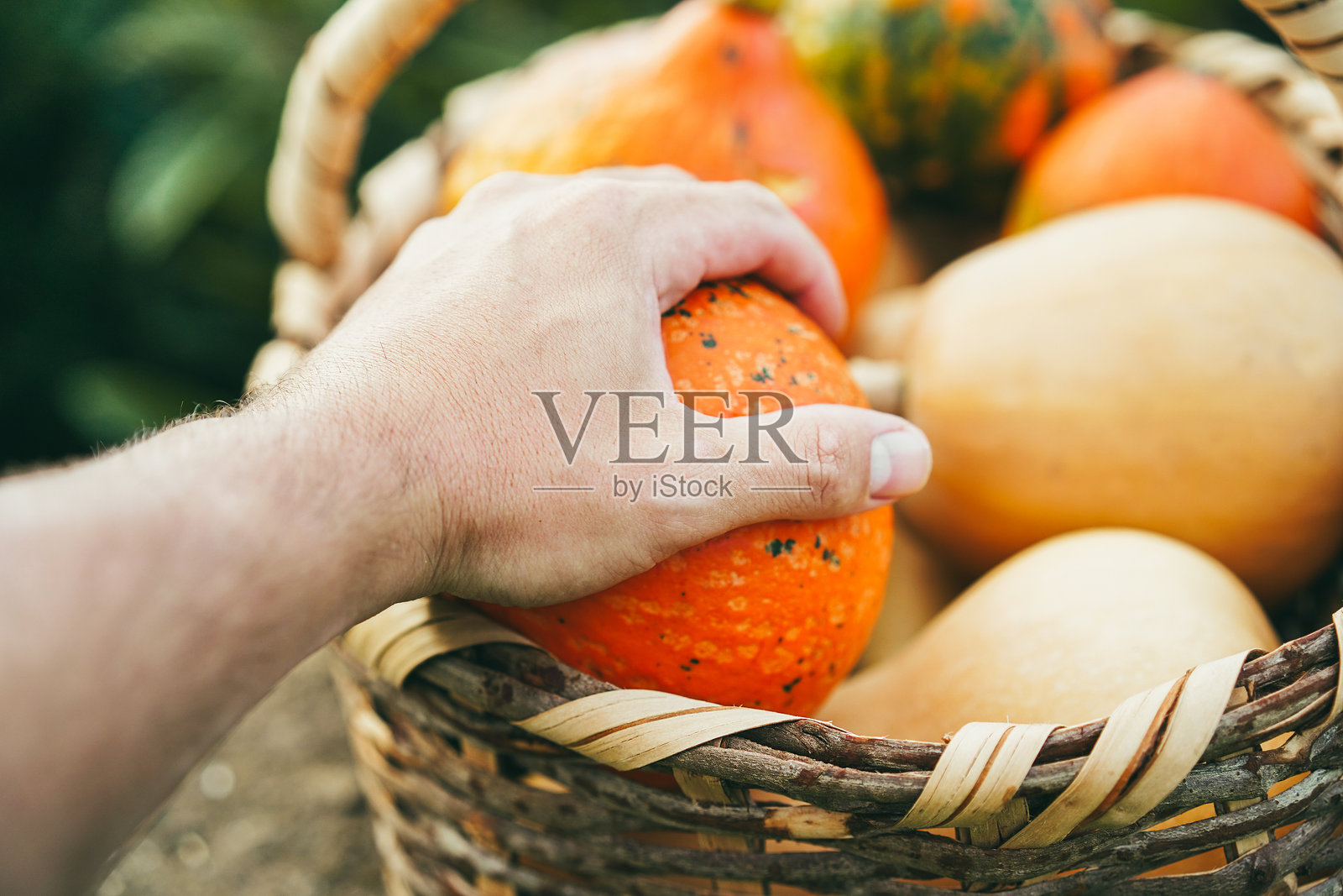 男农民在农场花园里采摘有机南瓜 - 自然农业、永续农业和生态理念 - 主要聚焦手部特写照片摄影图片