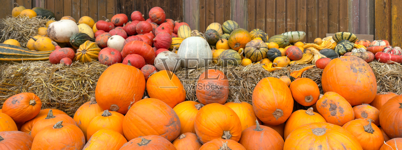 感恩节，丰收节，农业收获秋季背景 - 草垛上色彩斑斓的南瓜照片摄影图片