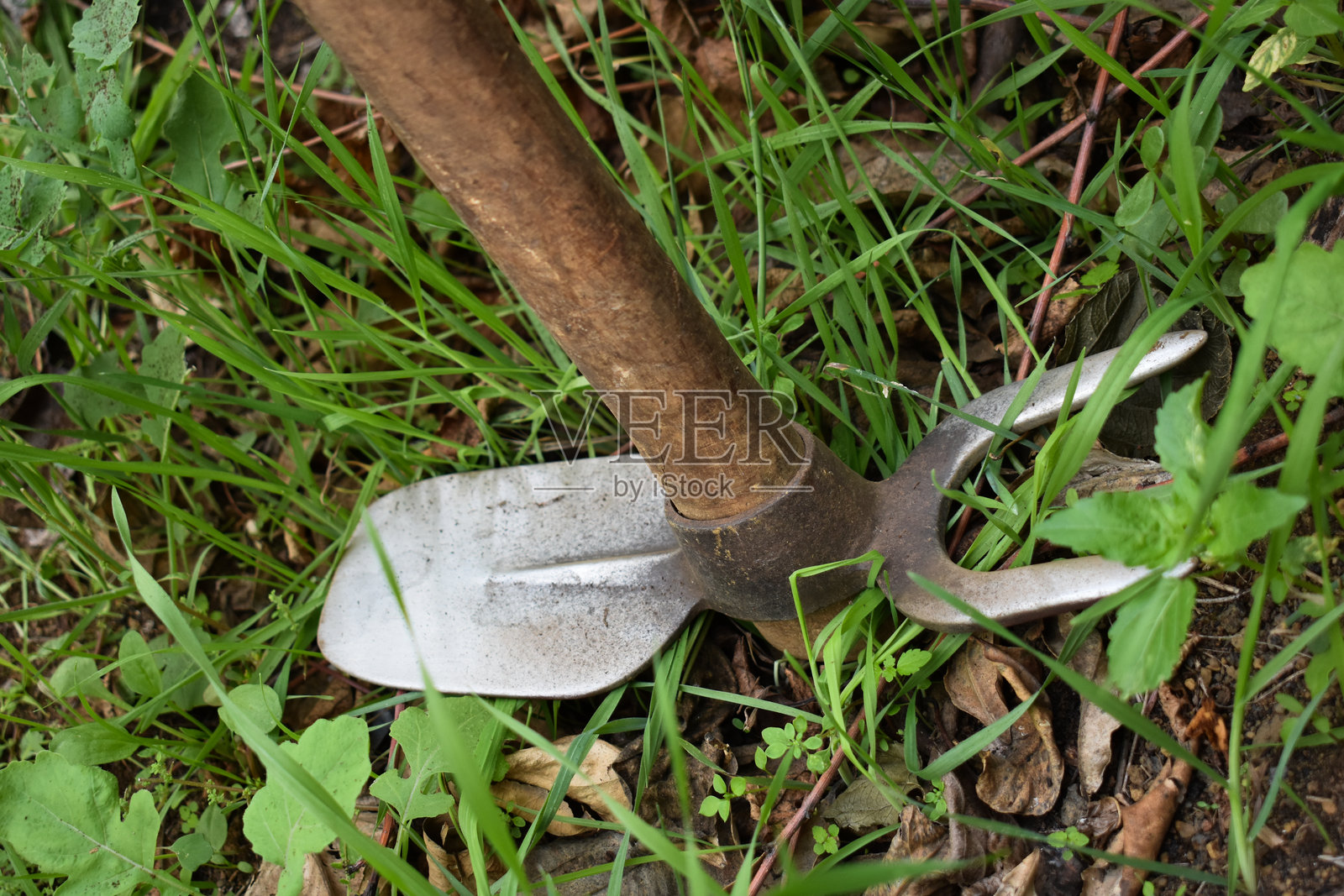 秋季为花园做越冬准备。使用锄头劳作。拔除杂草。园艺工作。农业与园艺。农业背景。在花园里耕作土壤。照片摄影图片