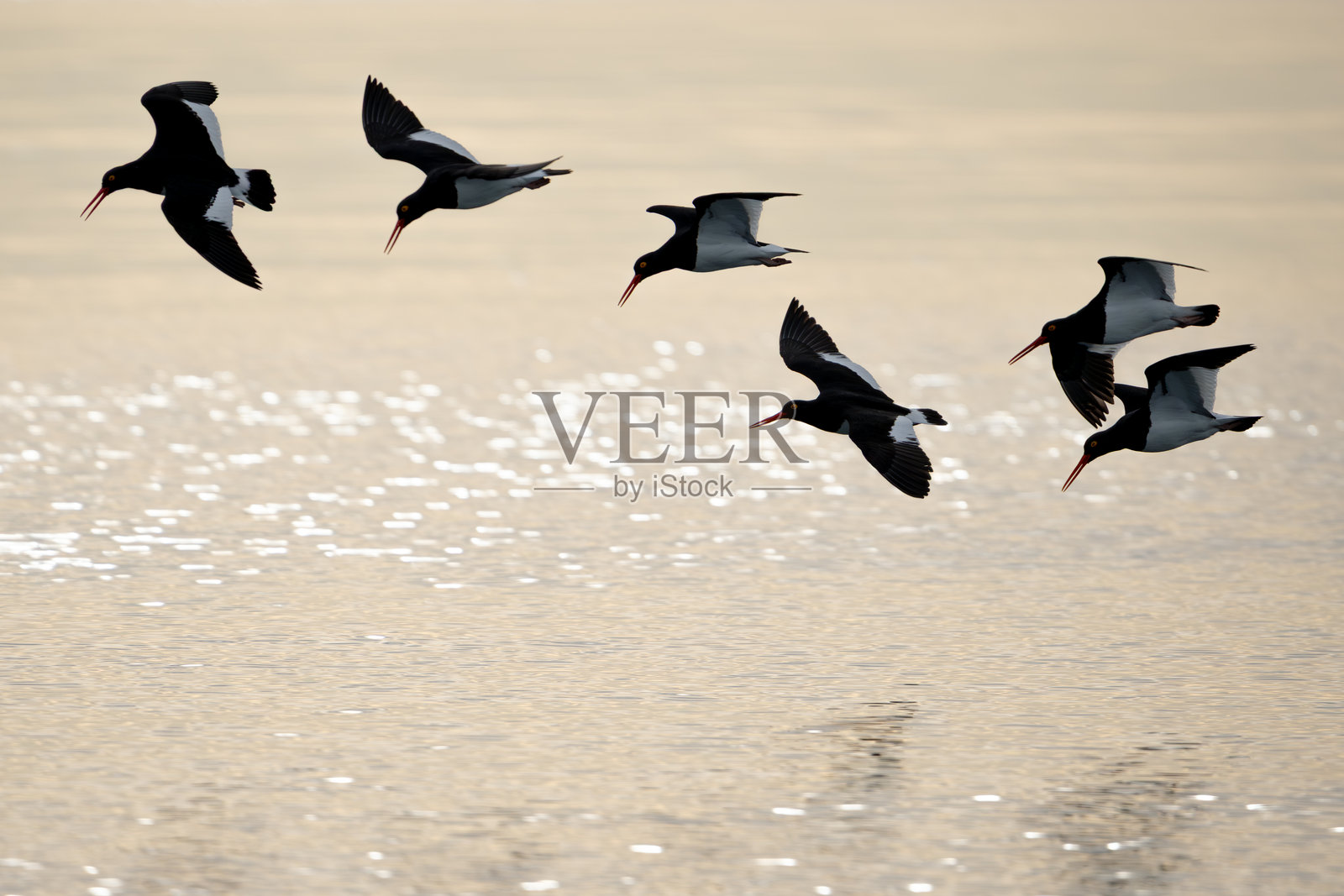 在美国的蛎鹬，优雅的黑白鸟儿在水面上空翱翔照片摄影图片