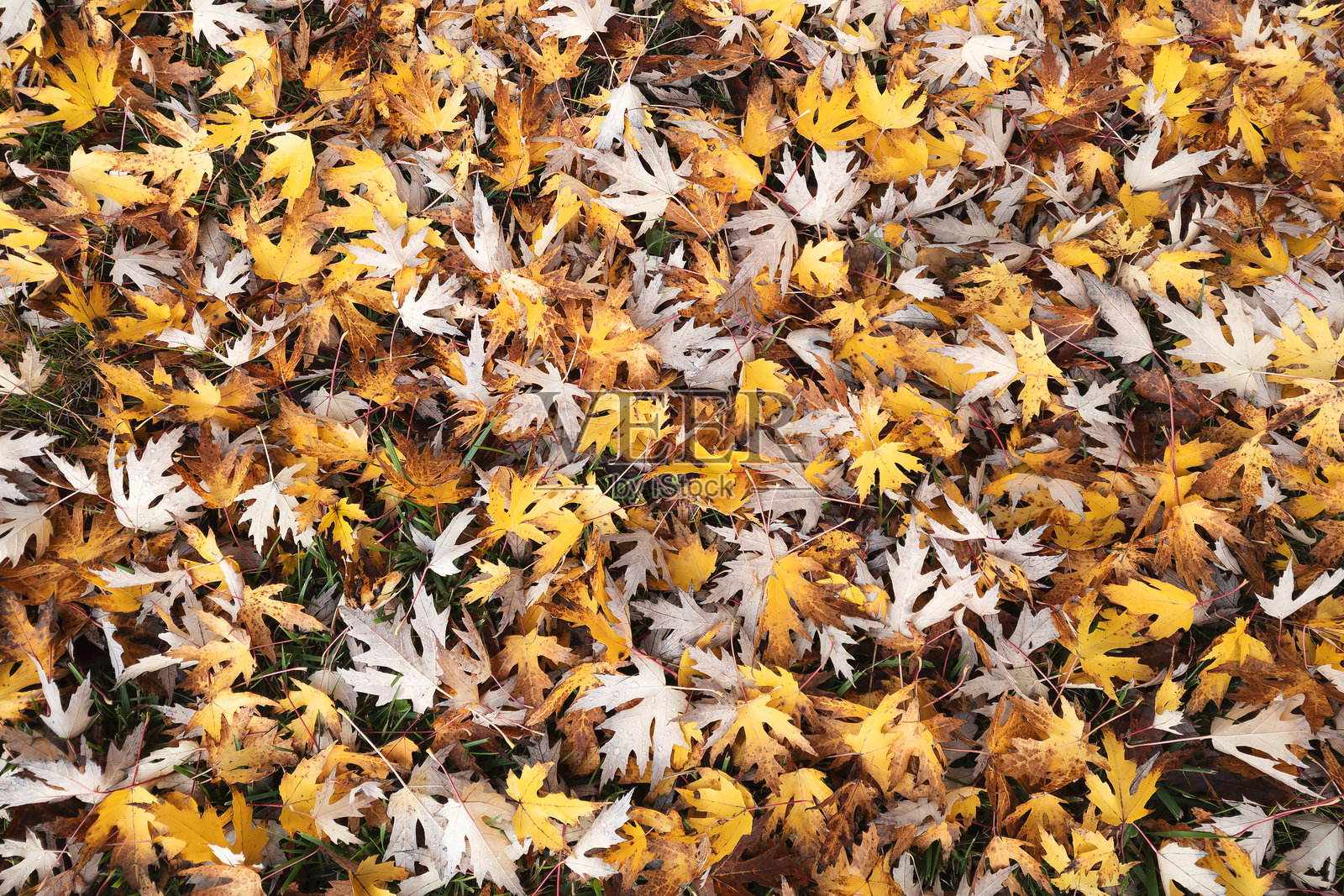 秋天枫叶落在地上的实景背景，秋季概念背景照片摄影图片