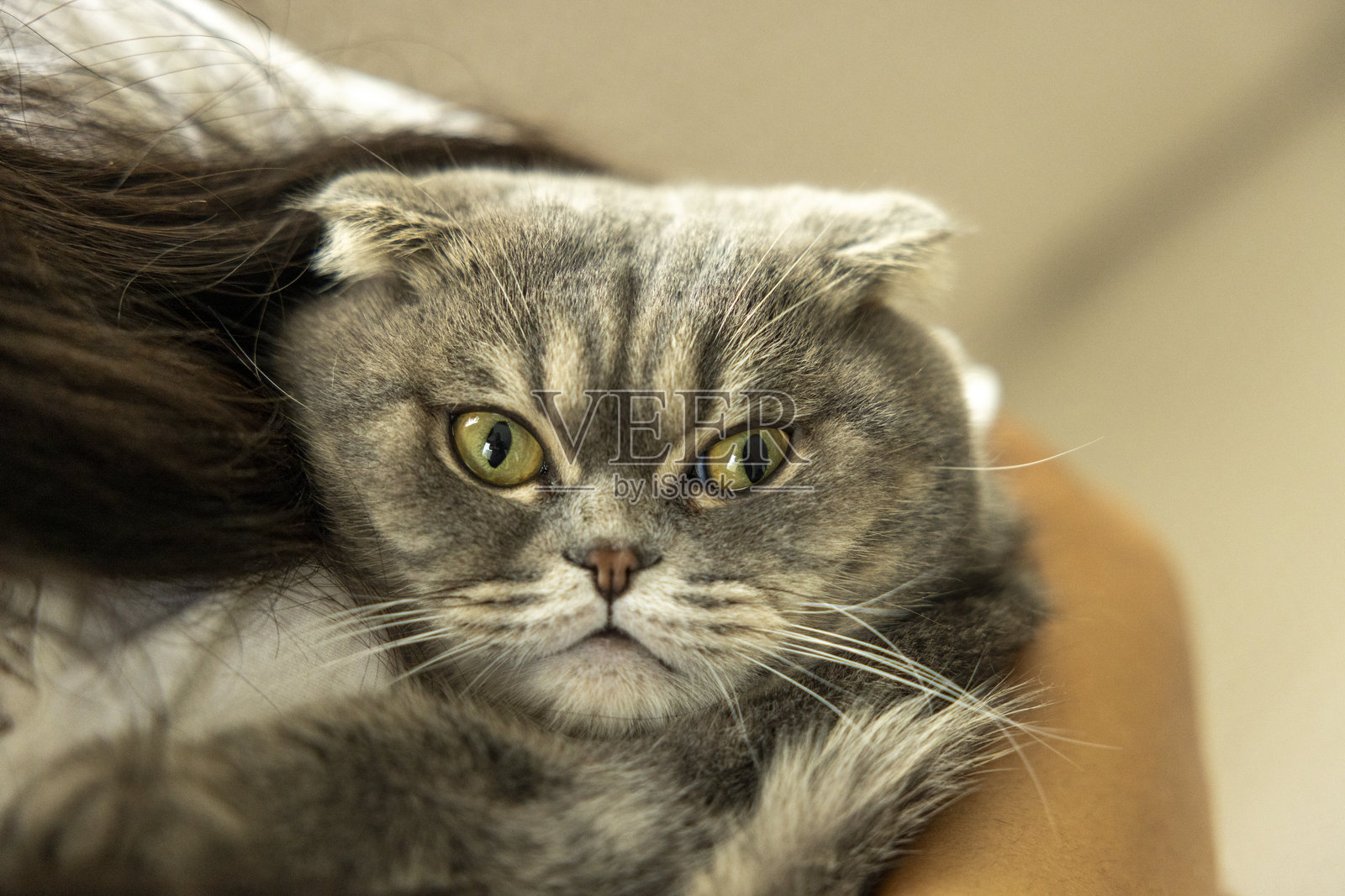 苏格兰折耳猫特写照片摄影图片