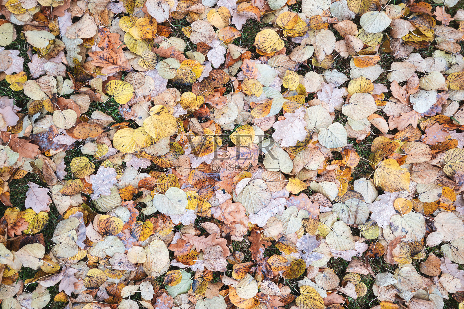 秋叶铺满地面的纯色背景，秋季概念背景照片摄影图片