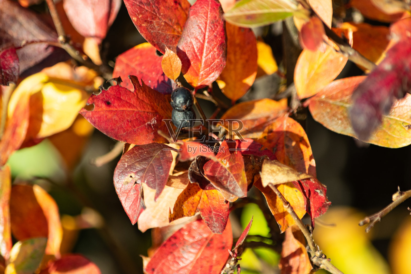 秋叶特写照片摄影图片