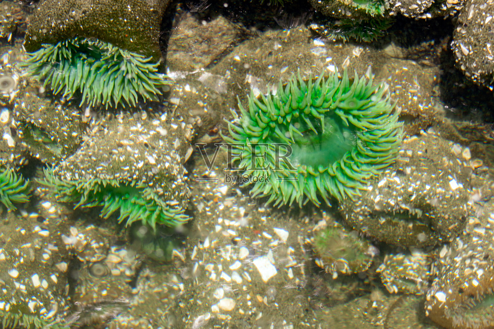 夏季潮汐池水中的明亮海葵，触手呈绿色。照片摄影图片