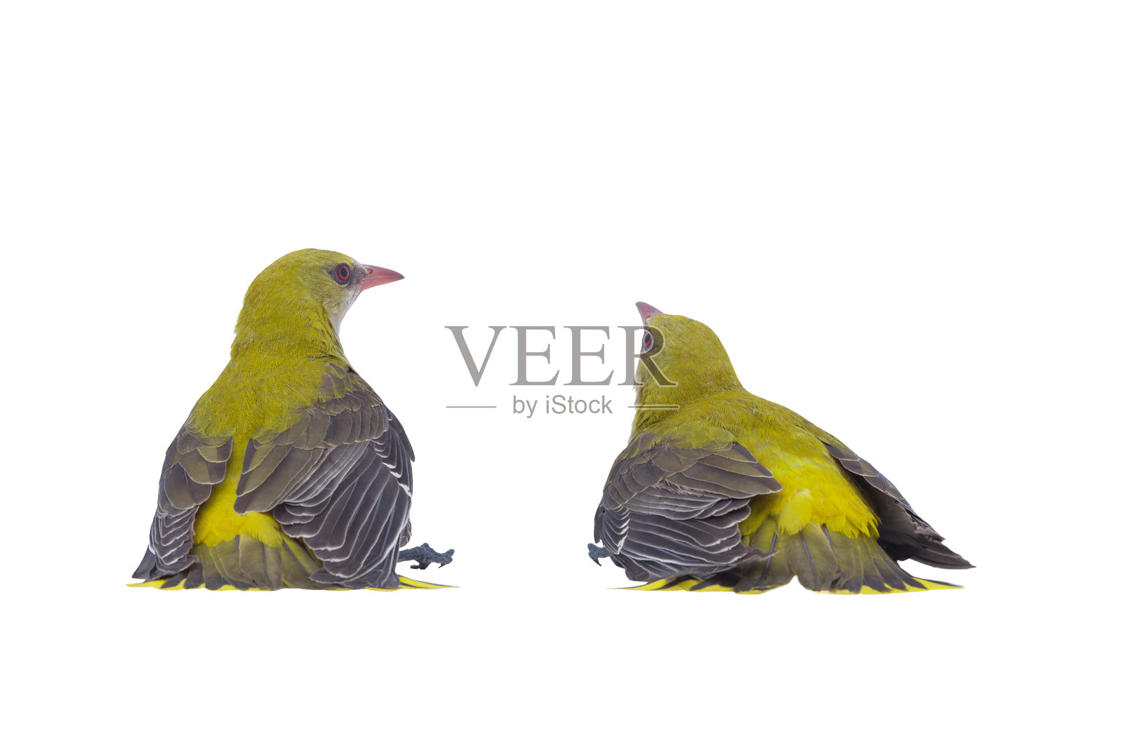两只年轻的欧亚金丝雀（Oriolus oriolus）孤立在白色背景上照片摄影图片